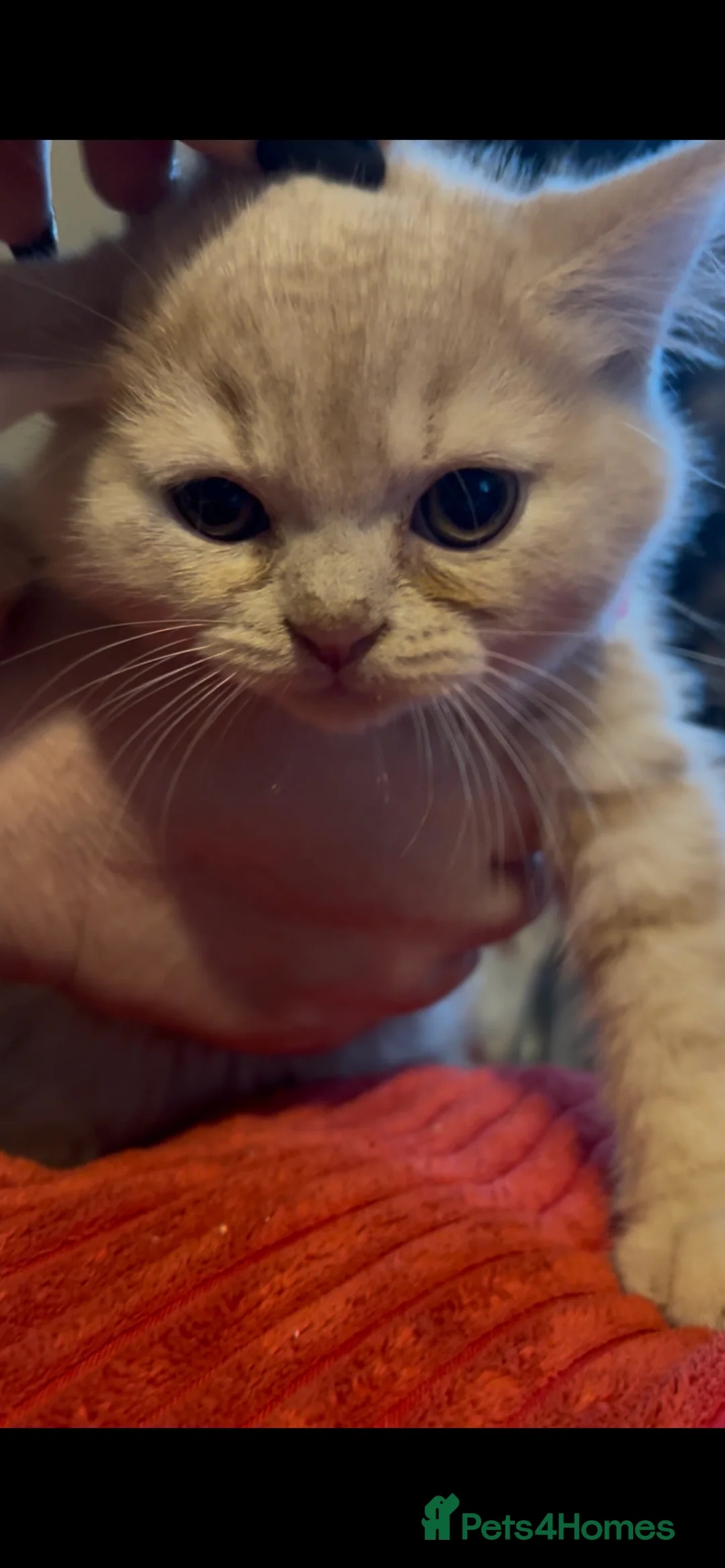 British Shorthair cats for sale: British shorthair kittens - Advert 5