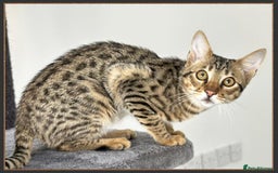 Savannah cats for sale: Three beautiful F5 SBT Savannah sisters - Advert 22