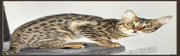 Savannah cats for sale: Three beautiful F5 SBT Savannah sisters - Advert 22