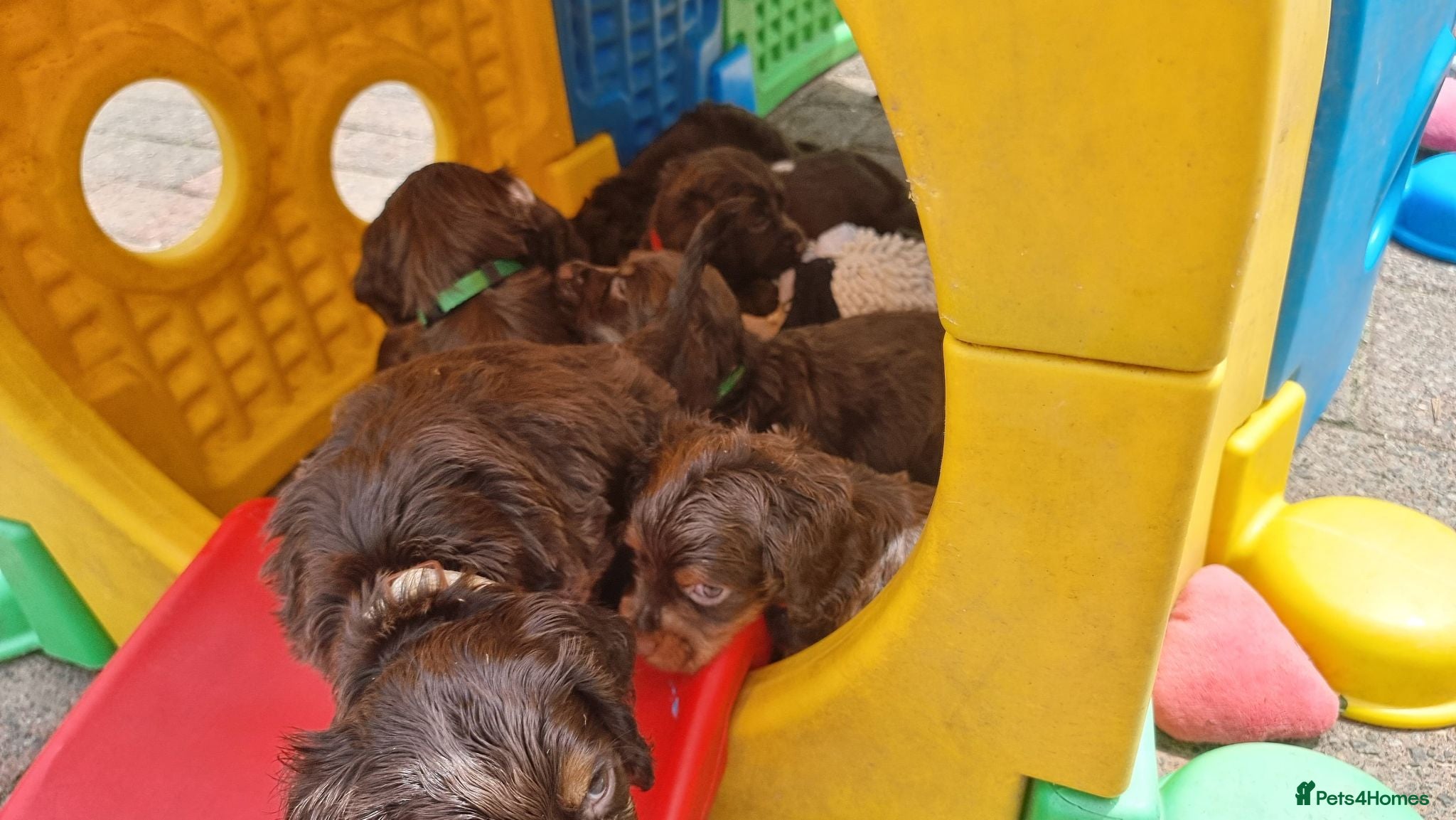 Cocker Spaniel dogs Working cocker pups - Advert 2