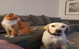 Labrador Retriever dogs for sale: Female labrador  - Image 2