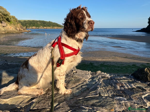 Mixed Breed dogs - Advert 4