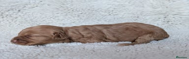 Cockapoo Puppy 3