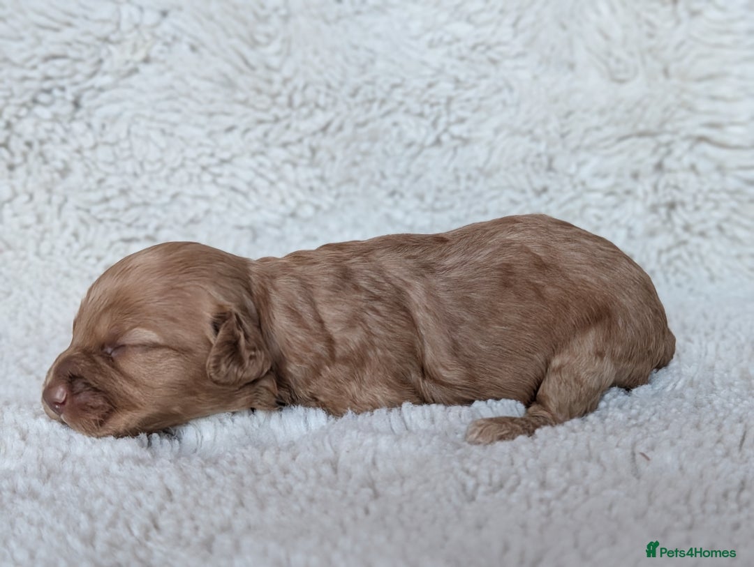 Cockapoo dogs for sale: PRA clear. Merle, Chocolate, Golden Cockapoo pups - Advert 3