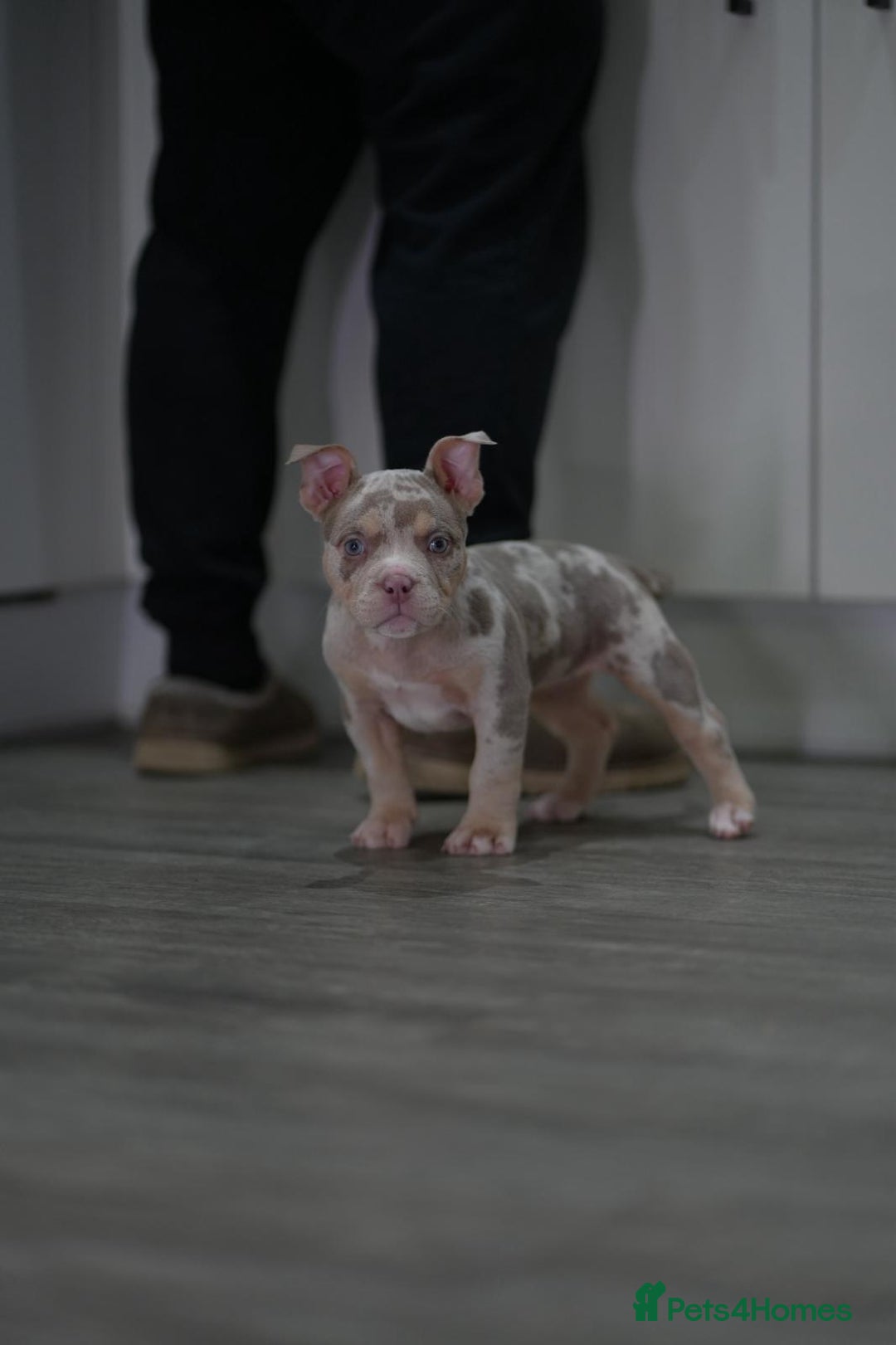 American Bully dogs for sale: Mirco bully- perfect and ready to go.  - Advert 5