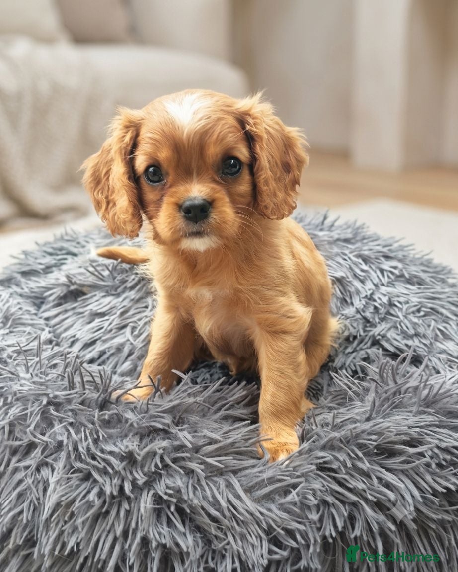 Cavalier King Charles Spaniel dogs KC Reg Ruby Male Available Doppler Tested Parents  - Advert 1