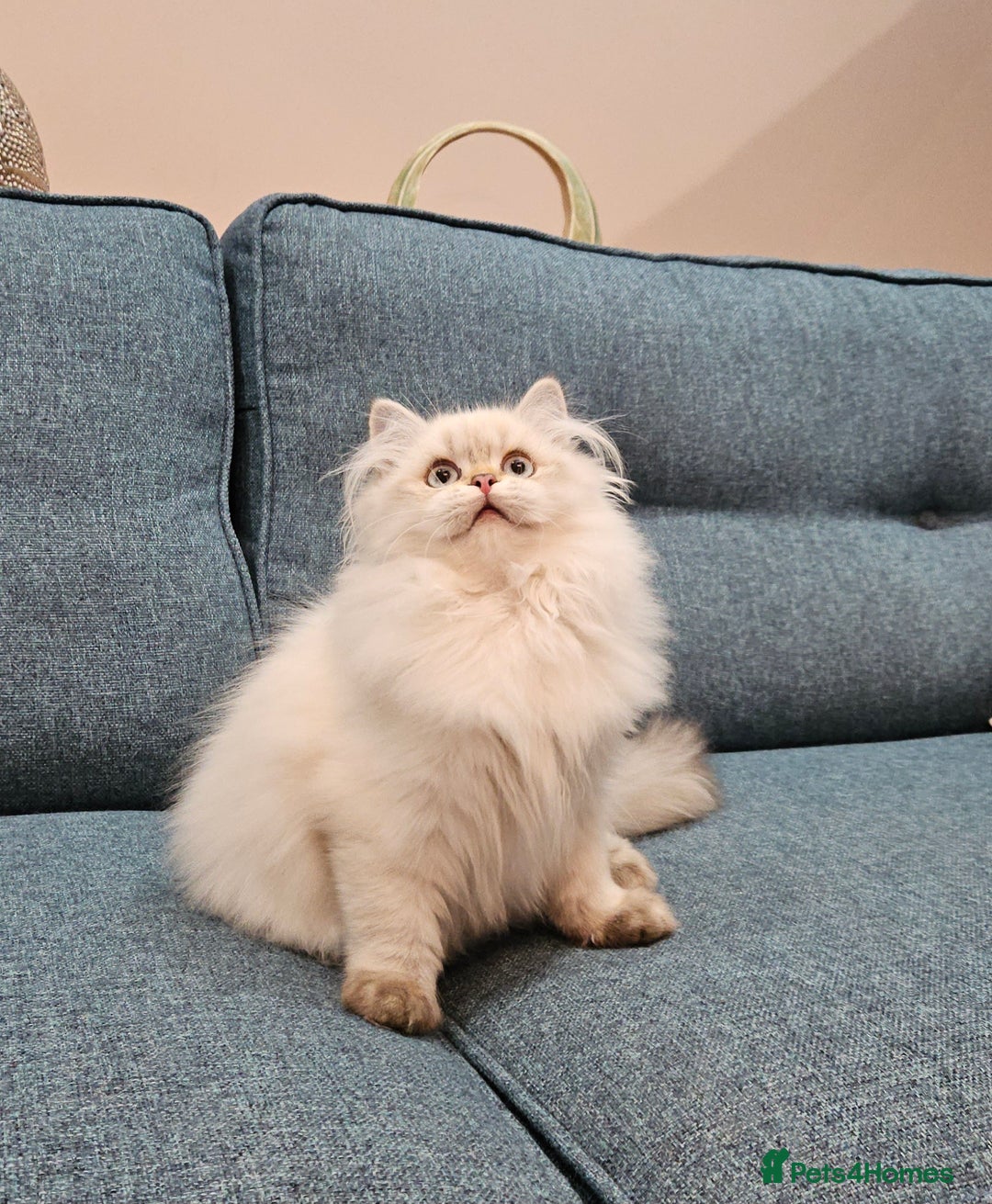 British Longhair cats for sale: Excellent Scottish straight Highland Kittens - Image 21