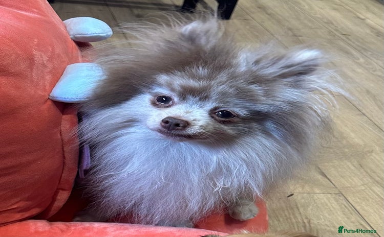 Pomeranian dogs - Advert 1
