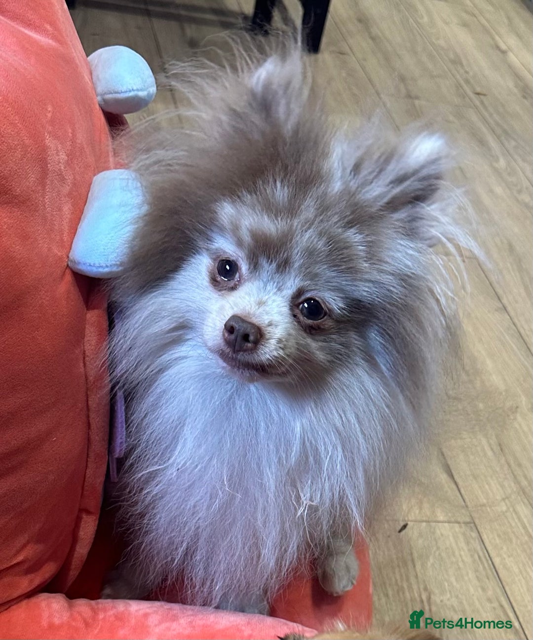 Pomeranian dogs for sale: Male and female Pomeranian  - Image 1