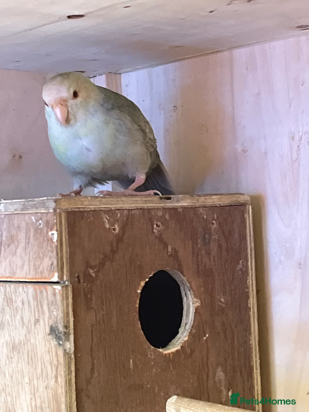 Parakeets birds for sale: Kakarika pair for sale in Retford - Advert 3