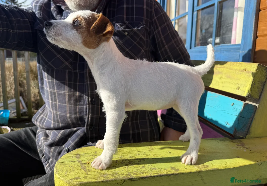 Parson Russell dogs for sale: Parson Russell Terrier - Advert 2