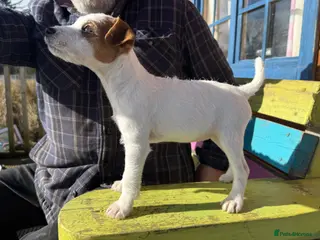 Parson Russell dogs Parson Russell Terrier - Advert 3