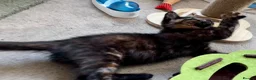 Mixed Breed cats for sale: Amiable bengal&tabby mixed kittens - Advert 25