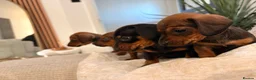 Dachshund dogs for sale: Mini dachshund puppies  - Advert 4