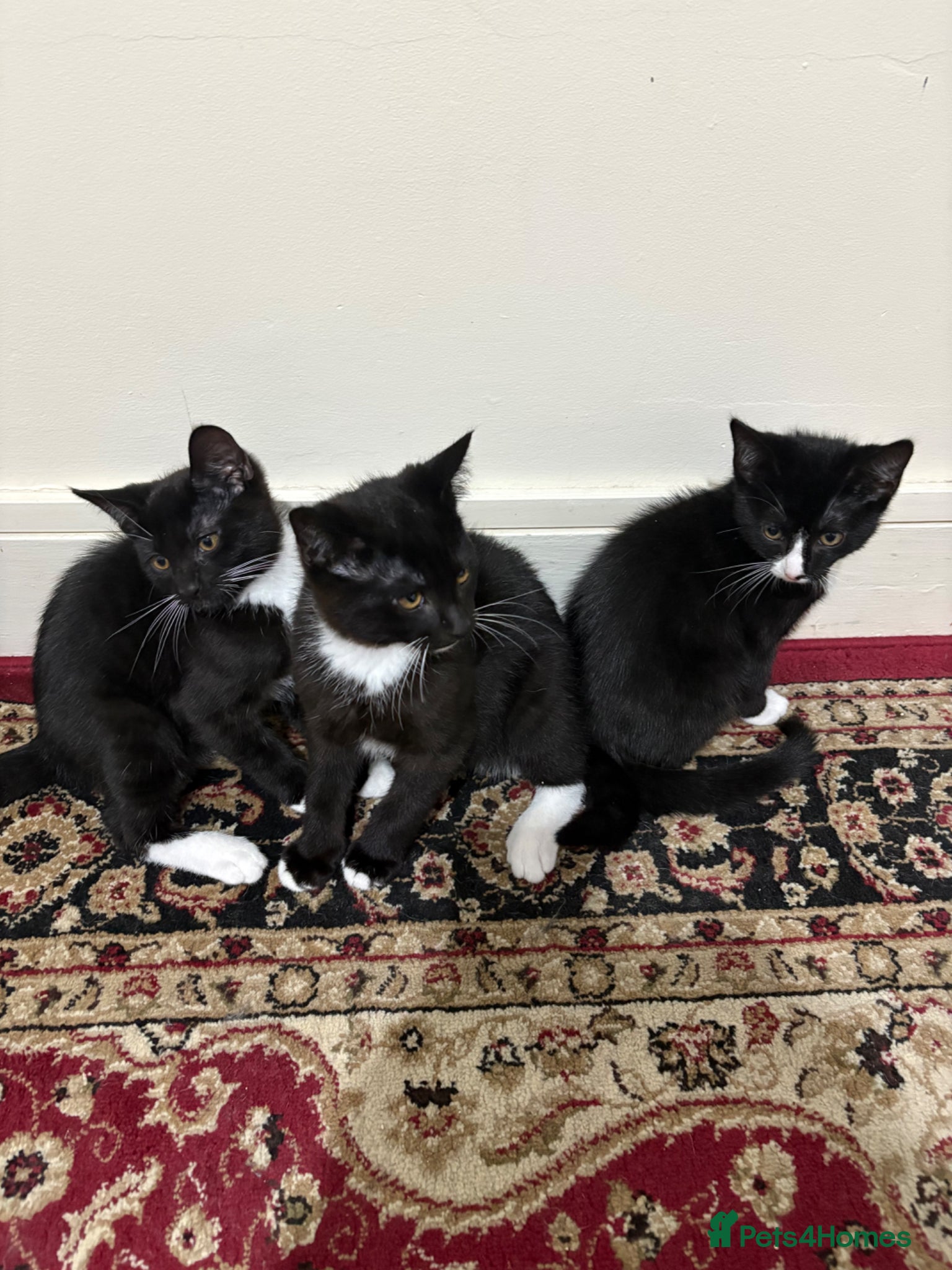 Mixed Breed cats 5 male kittens ready to go for ASAP 170 each.  - Advert 1