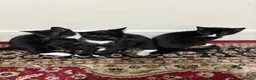 Mixed Breed cats for sale: 5 male kittens ready to go for ASAP 170 each.  in London - Advert 1