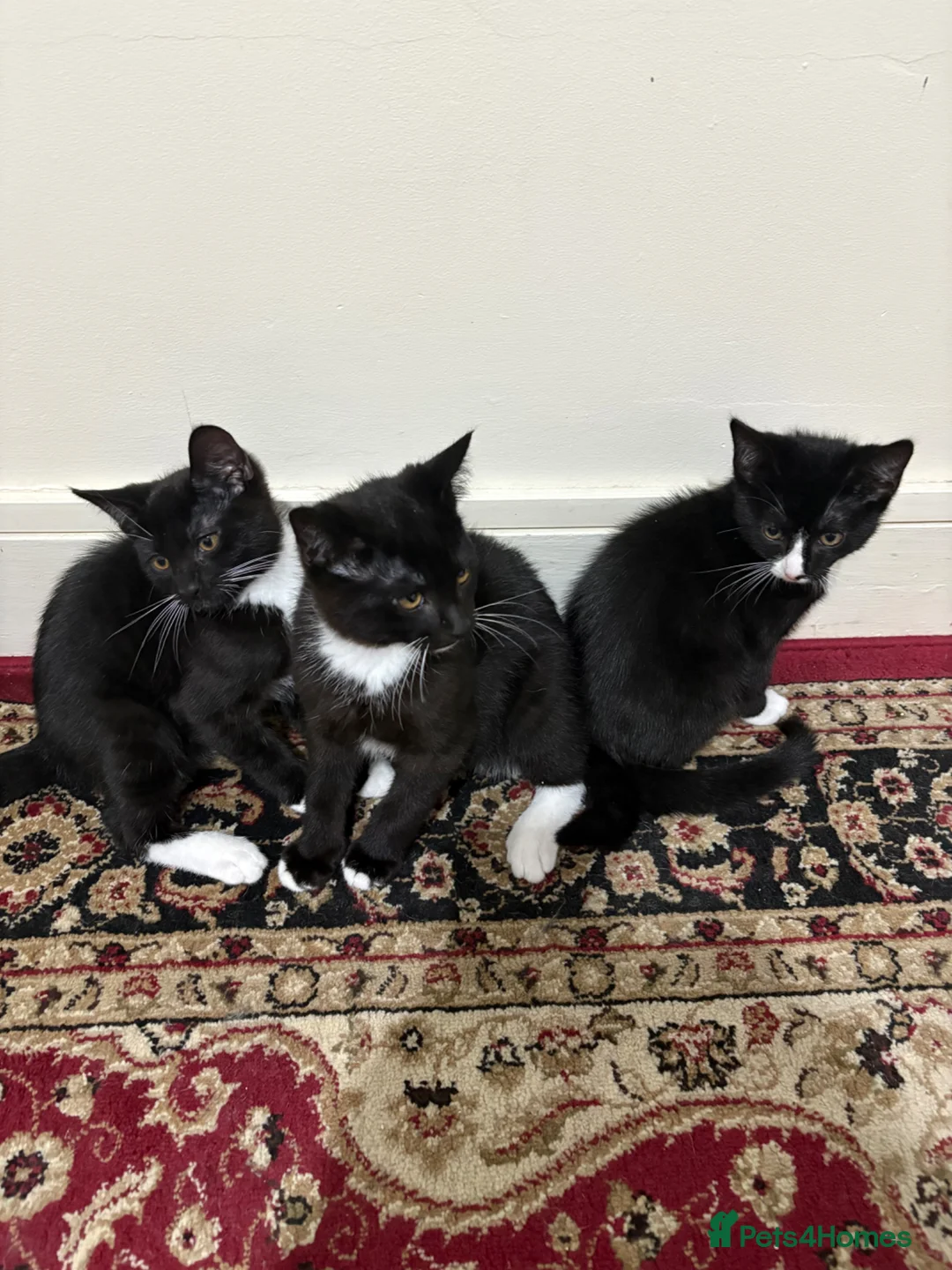 Mixed Breed cats for sale: 5 male kittens ready to go for ASAP 170 each.  in London - Advert 1