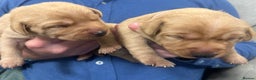 Labrador Retriever dogs for sale: Labrador puppies for sale  - Advert 7