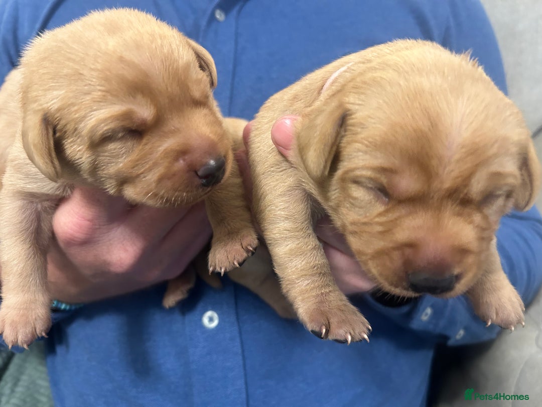 Labrador Retriever dogs for sale: Labrador puppies for sale  - Advert 7