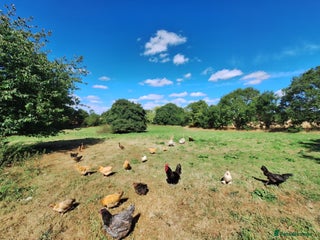 Chickens poultry Chickens for sale - Advert 4