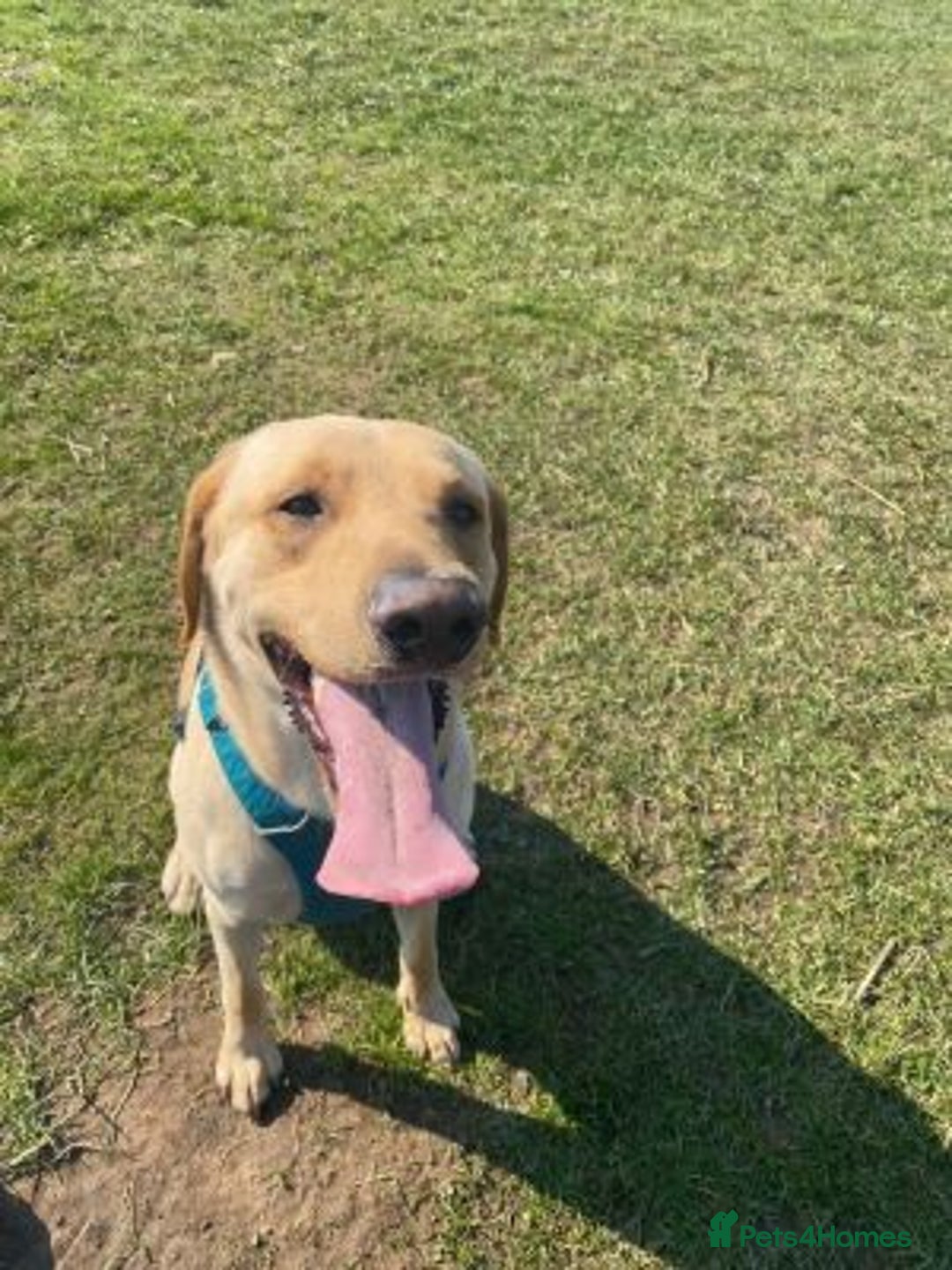 Labrador Retriever dogs for sale: stunning KC registed Labrador Retriever - Image 4