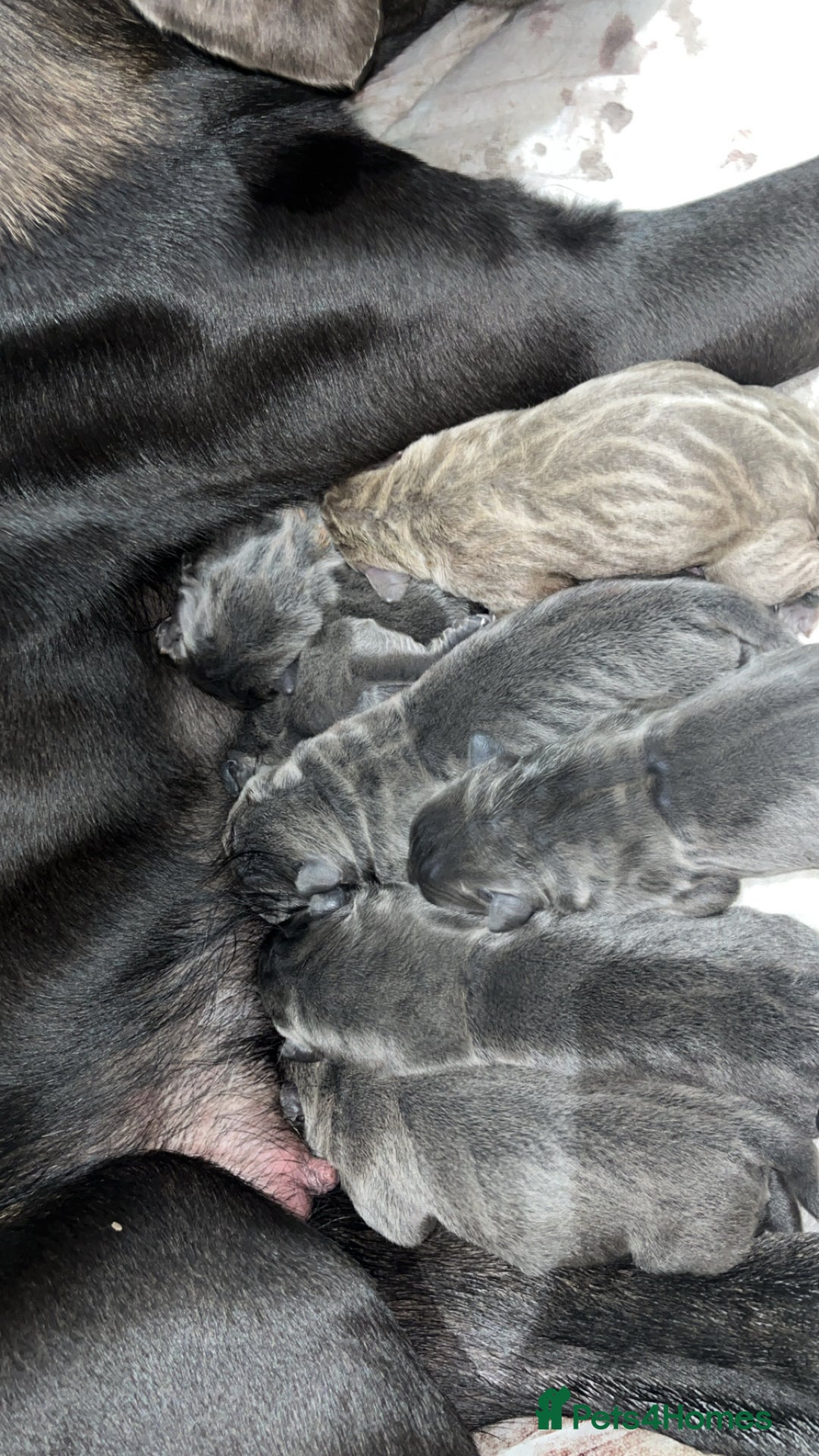 Cane Corso dogs for sale: Abkc registered cane corso pups - Image 1