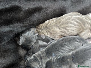 Cane Corso dogs - Advert 9
