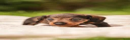 Dachshund dogs for sale: Rare Standard Wire Haired Dapple Dachshunds  in Leicester - Advert 19