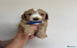 Cockapoo dogs for sale: F1 Cockerpoo's  - Image 5