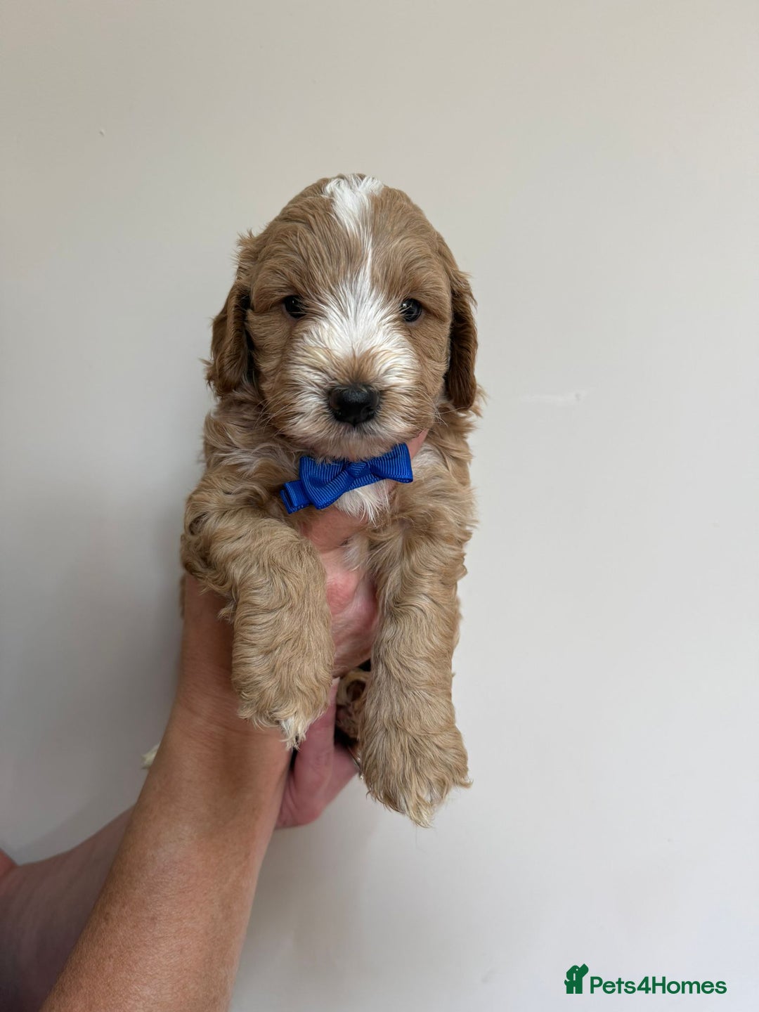 Cockapoo dogs for sale: F1 Cockerpoo's  - Image 5