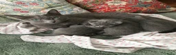 Russian Blue cats for sale: TICA registered Russian Blue kittens - Advert 13