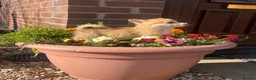 Welsh Corgi Pembroke dogs for sale: Ready to go, 1 left KC Corgi Pups  - Advert 22