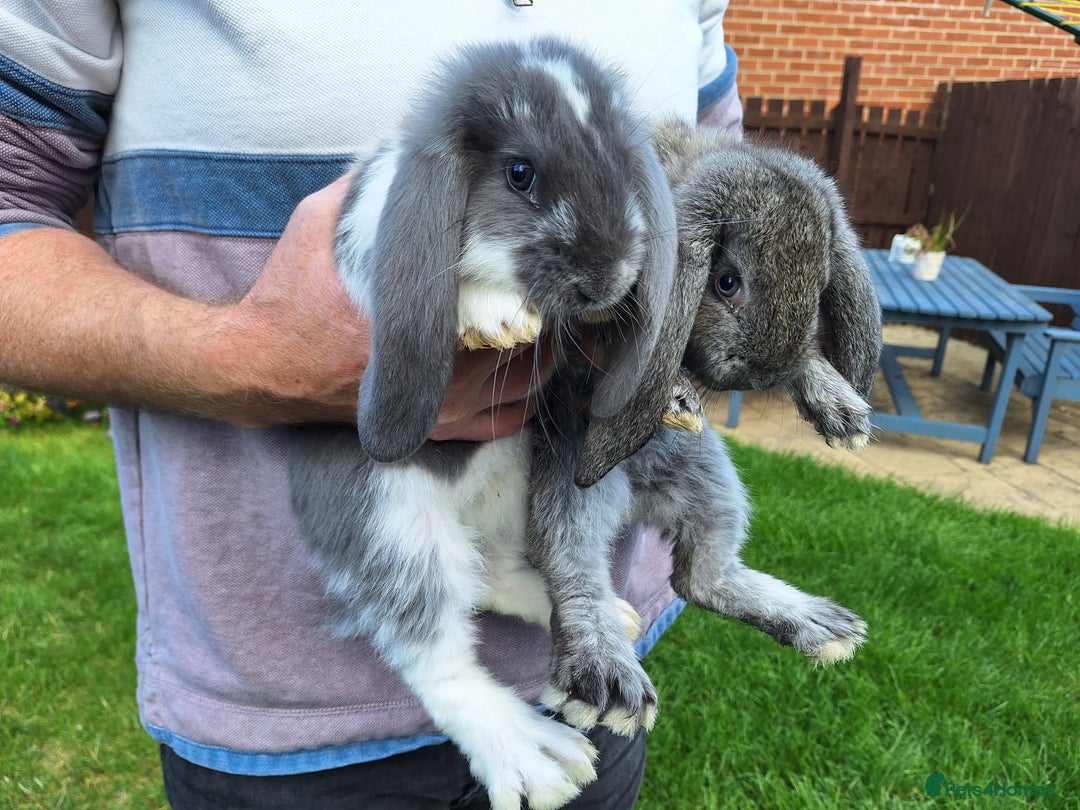 French Lop rabbits for sale: Baby Giant French Lop rabbits7 - Image 2