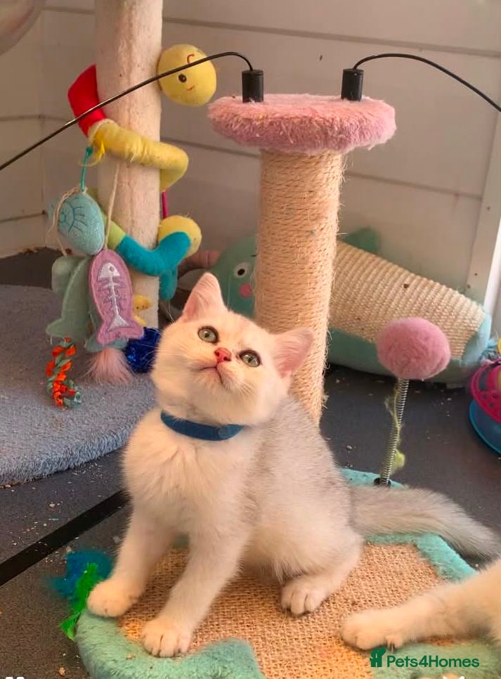 British Shorthair cats BSH Stunning rare Shaded - Advert 1