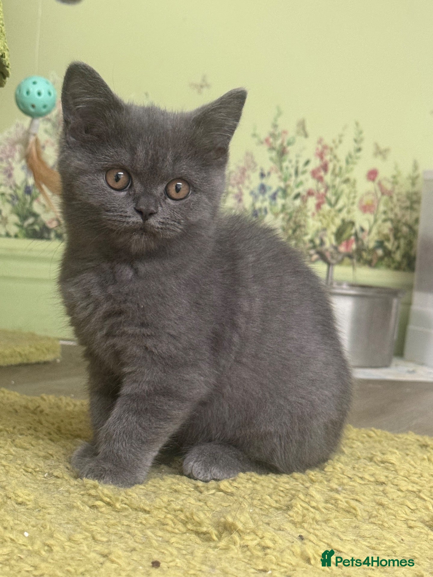 British Shorthair cats for sale: L@@k Reduced!!! ready  BSH / Scottish striaghts - Advert 1
