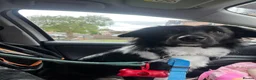 Border Collie dogs for sale: Loving home needed  - Advert 4