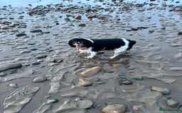 Cavalier King Charles Spaniel dogs for sale: Ava King Charles cavalier  - Image 4