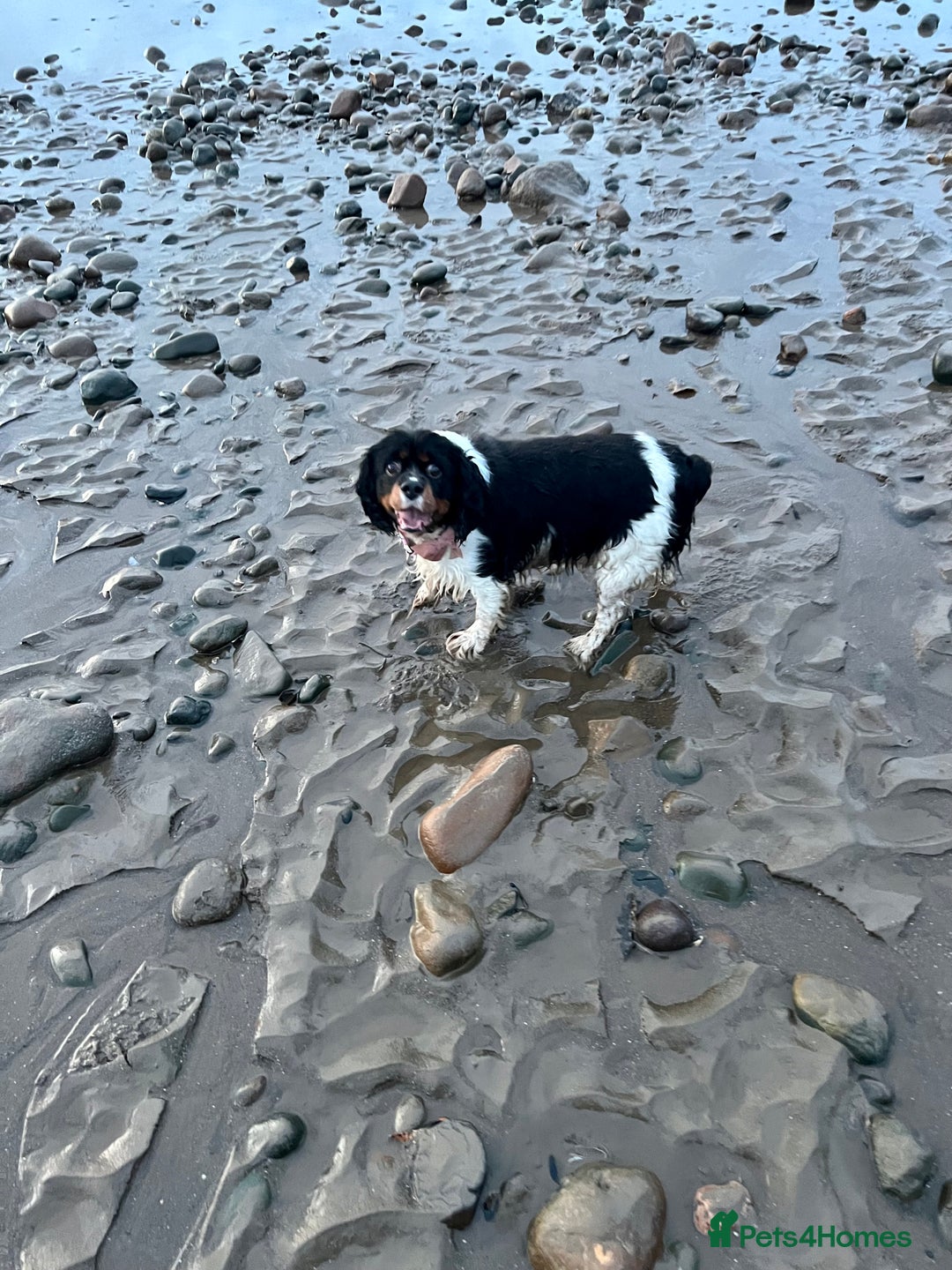 Cavalier King Charles Spaniel dogs for sale: Ava King Charles cavalier  - Image 4