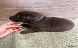 Labrador Retriever dogs for sale: Chunky chocolate labradors  - Image 23
