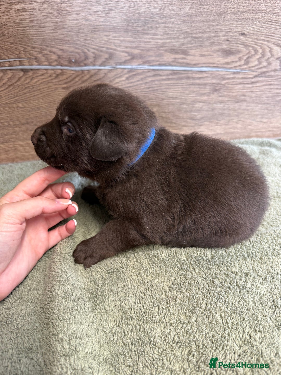 Labrador Retriever dogs for sale: Chunky chocolate labradors  - Image 23
