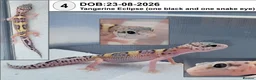 Leopard Gecko reptiles for sale: Baby Leopard Geckos - Advert 5