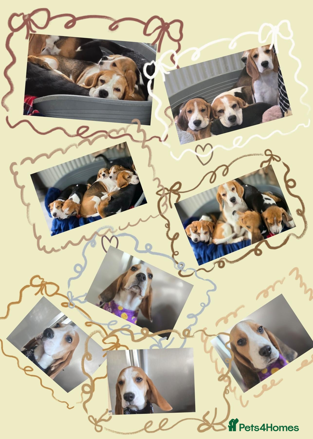 Beagle dogs Beagle Puppies  - Advert 1