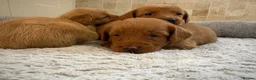 Labradoodle dogs for sale: F1B Quality Health Tested Fox Red Labradoodle  - Advert 4
