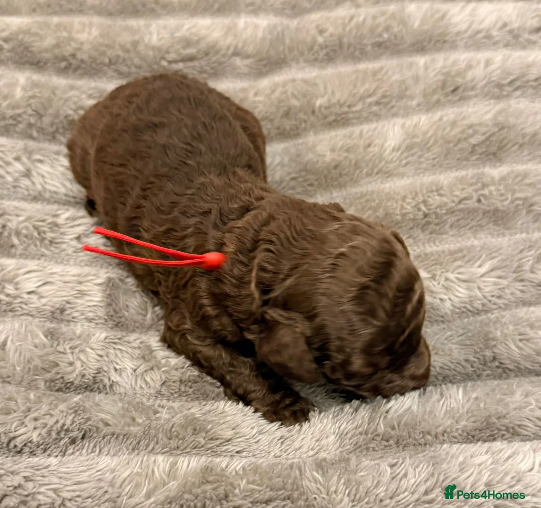 Cavapoo dogs for sale: Beautiful fluffy bears  - Advert 14