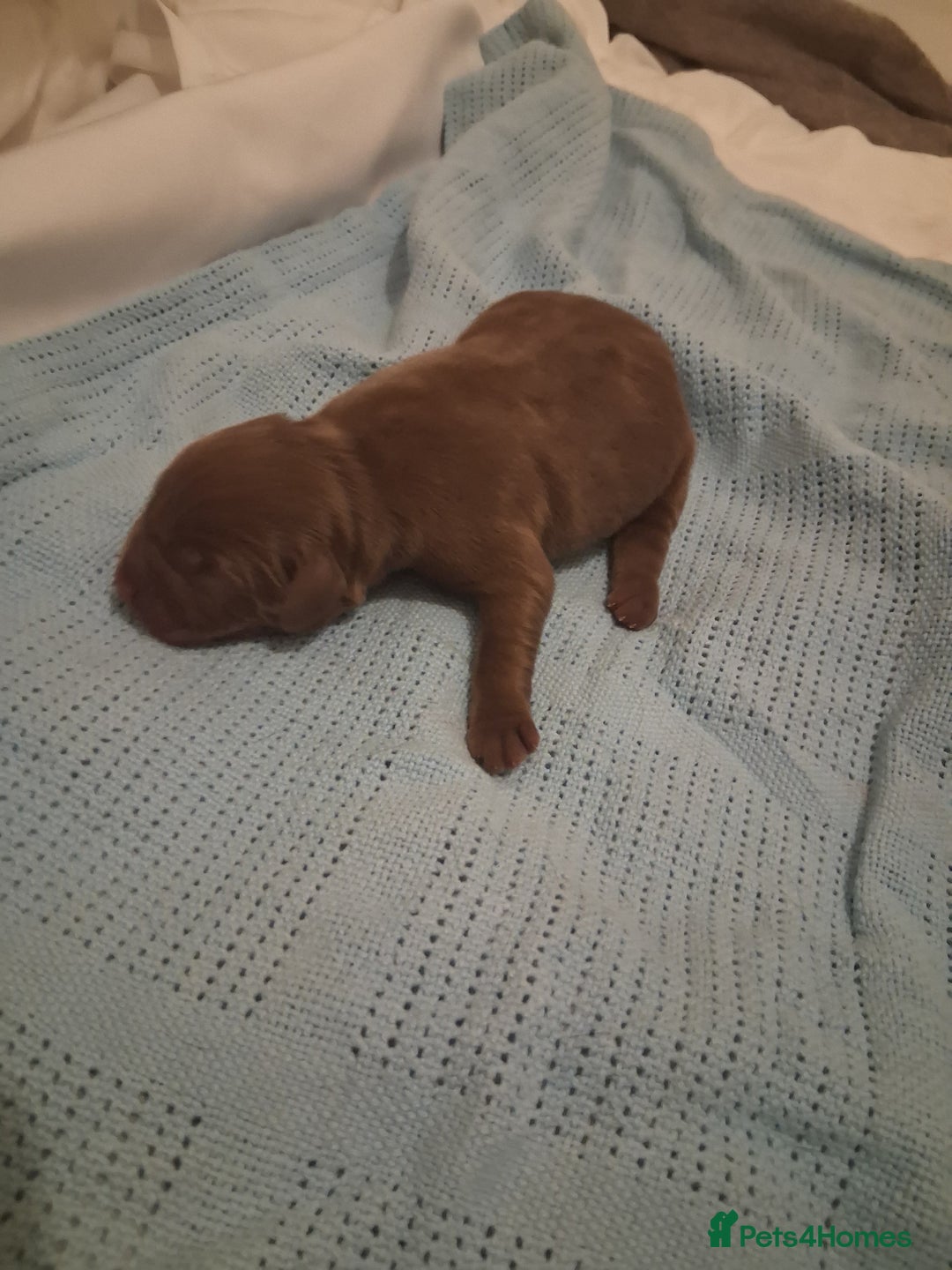 Labrador Retriever dogs for sale: Labrador Puppies!!! - Advert 7