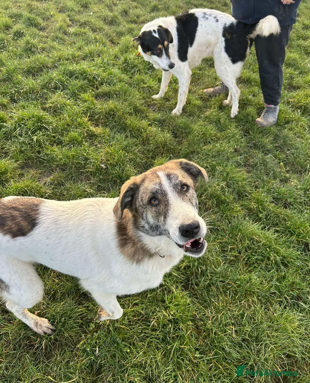 Mixed Breed dogs for adoption: FLO   - Advert 7