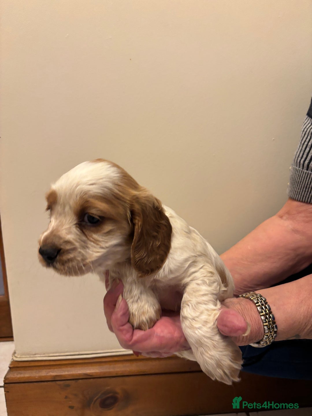 Cocker Spaniel dogs for sale: KC reg cocker spaniels  - Advert 20