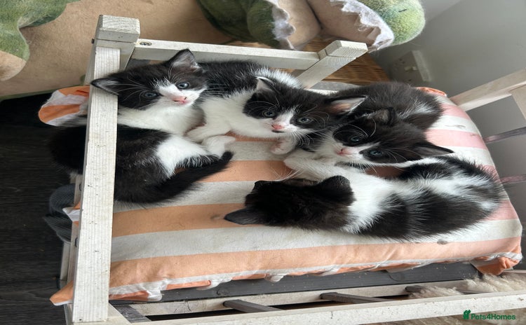 Mixed Breed cats - Advert 1