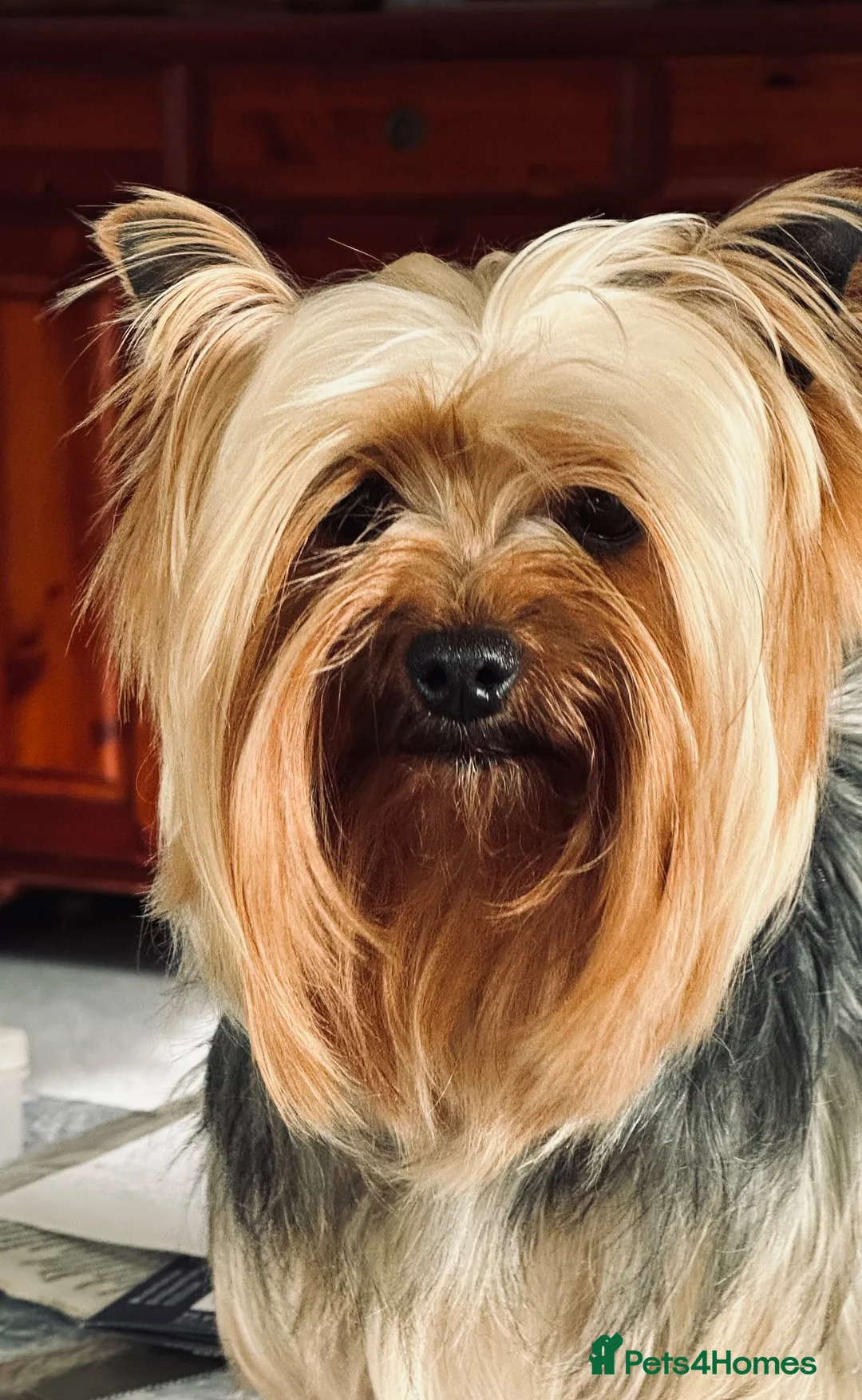 Yorkshire Terrier dogs for sale: 19 month RKC registered Yorkshire Terrier in Yeovil - Advert 5