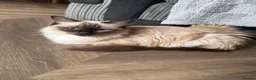 Ragdoll cats for sale: Full ragdoll for rehoming - Advert 2